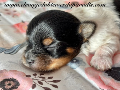 Les chiots de Biewer Terrier