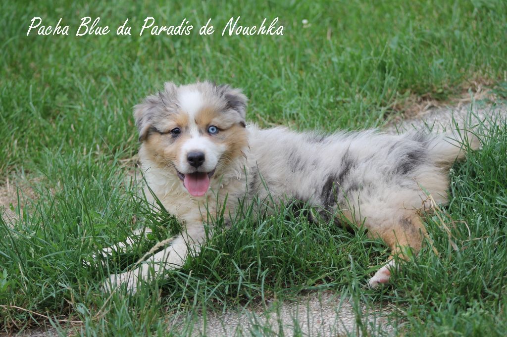 Chiot Elevage Du Paradis De Nouchka Eleveur De Chiens Berger Australien