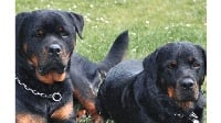 Des Rotts De La Cote D'Opale