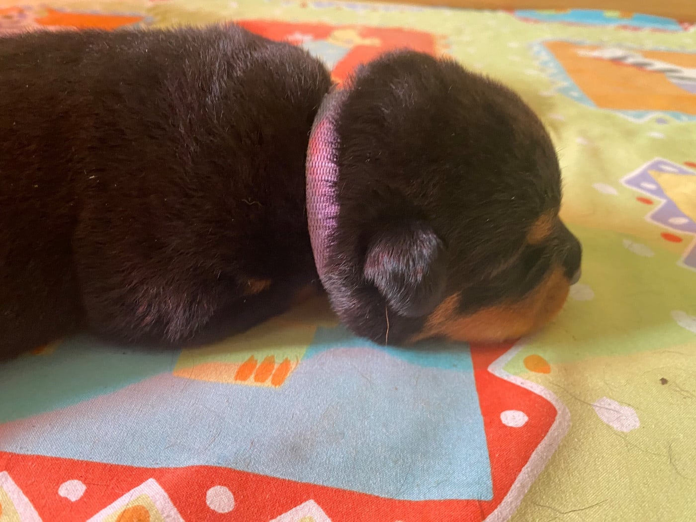 CHIOT 1 - Rottweiler