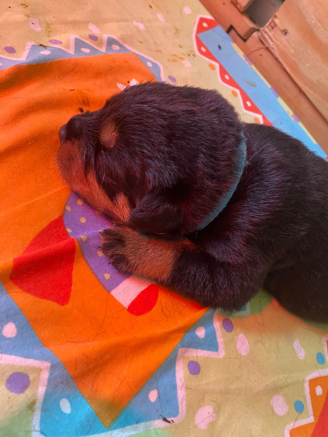 CHIOT 3 - Rottweiler