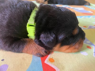 Les chiots de Rottweiler