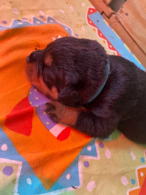 Les chiots de Rottweiler