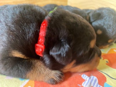Les chiots de Rottweiler