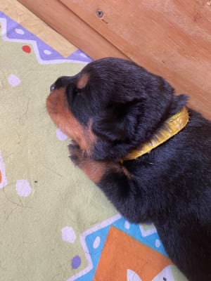 Les chiots de Rottweiler