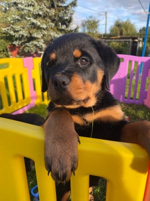 Rottweiler