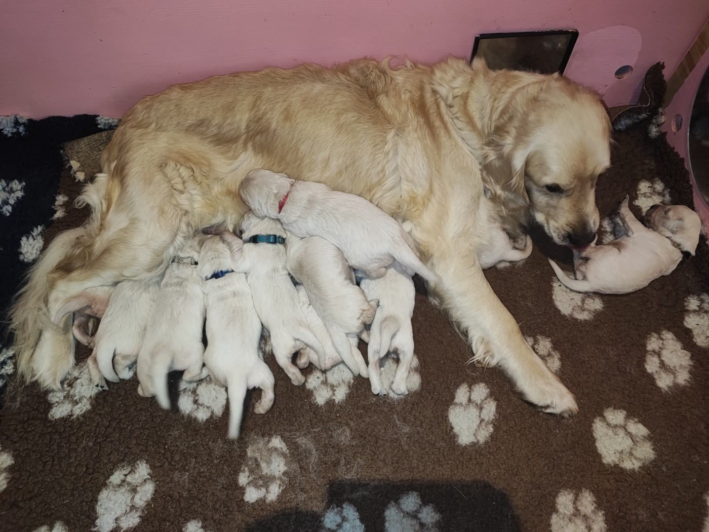 CHIOT 8 - Golden Retriever