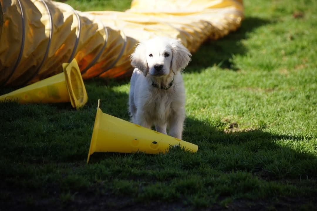 A Titou - Golden Retriever