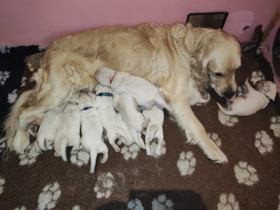 Les chiots de Golden Retriever