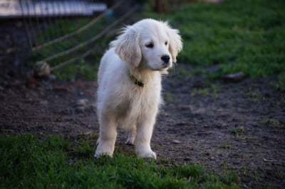 Les chiots de Golden Retriever