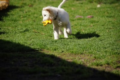 Les chiots de Golden Retriever
