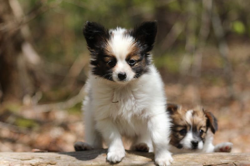 Publication : Du Domaine De La Canurie Auteur : nathalie Fouré