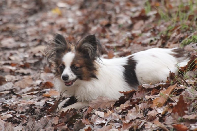 Publication : Du Domaine De La Canurie Auteur : nathalie Fouré