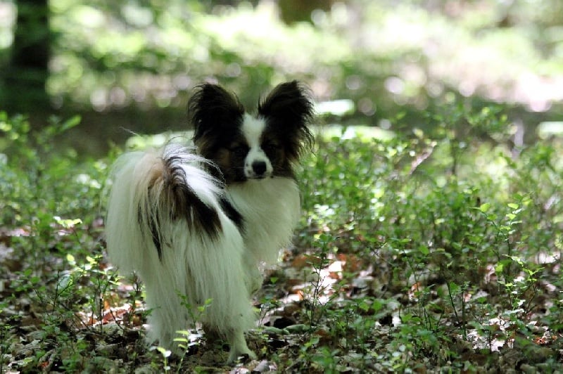 Publication : Du Domaine De La Canurie Auteur : nathalie Fouré