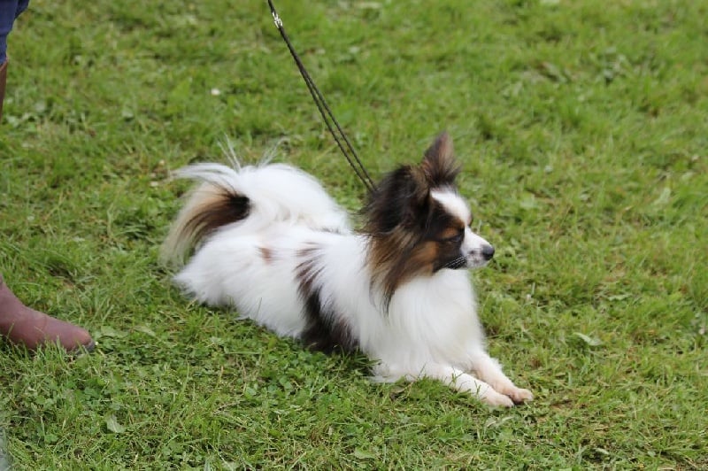 Publication : Du Domaine De La Canurie Auteur : nathalie Fouré