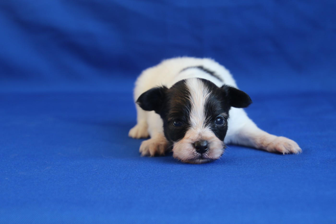 Chiot N°1