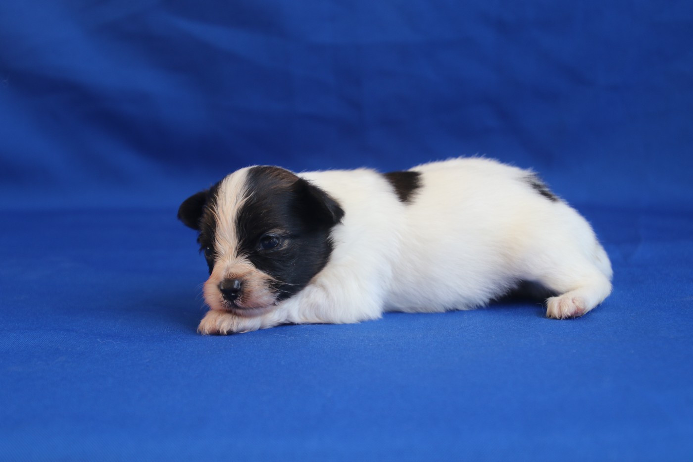 Chiot N°1