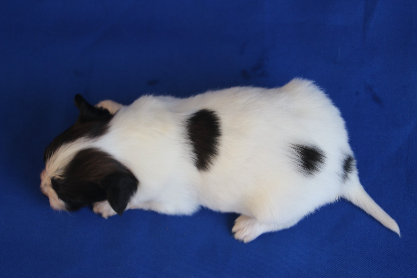 Chiot N°1
