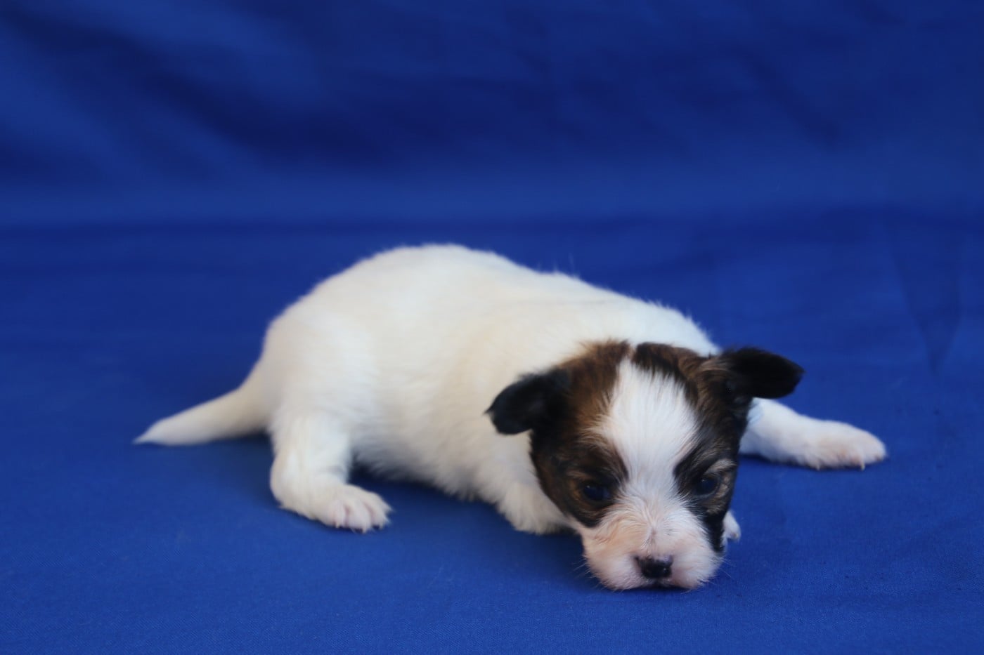 Chiot N°2