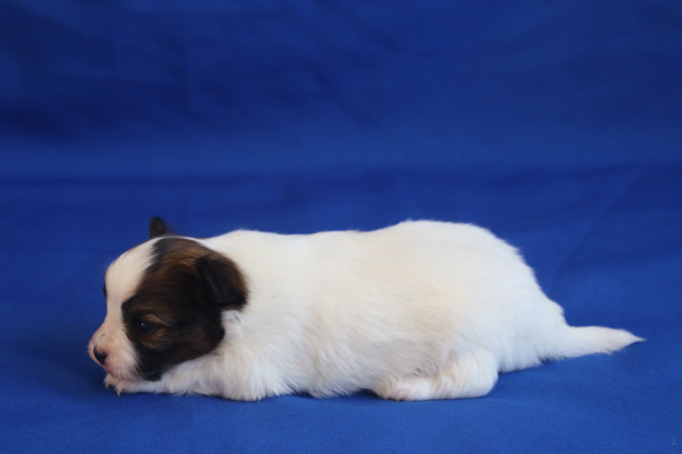 Chiot N°2