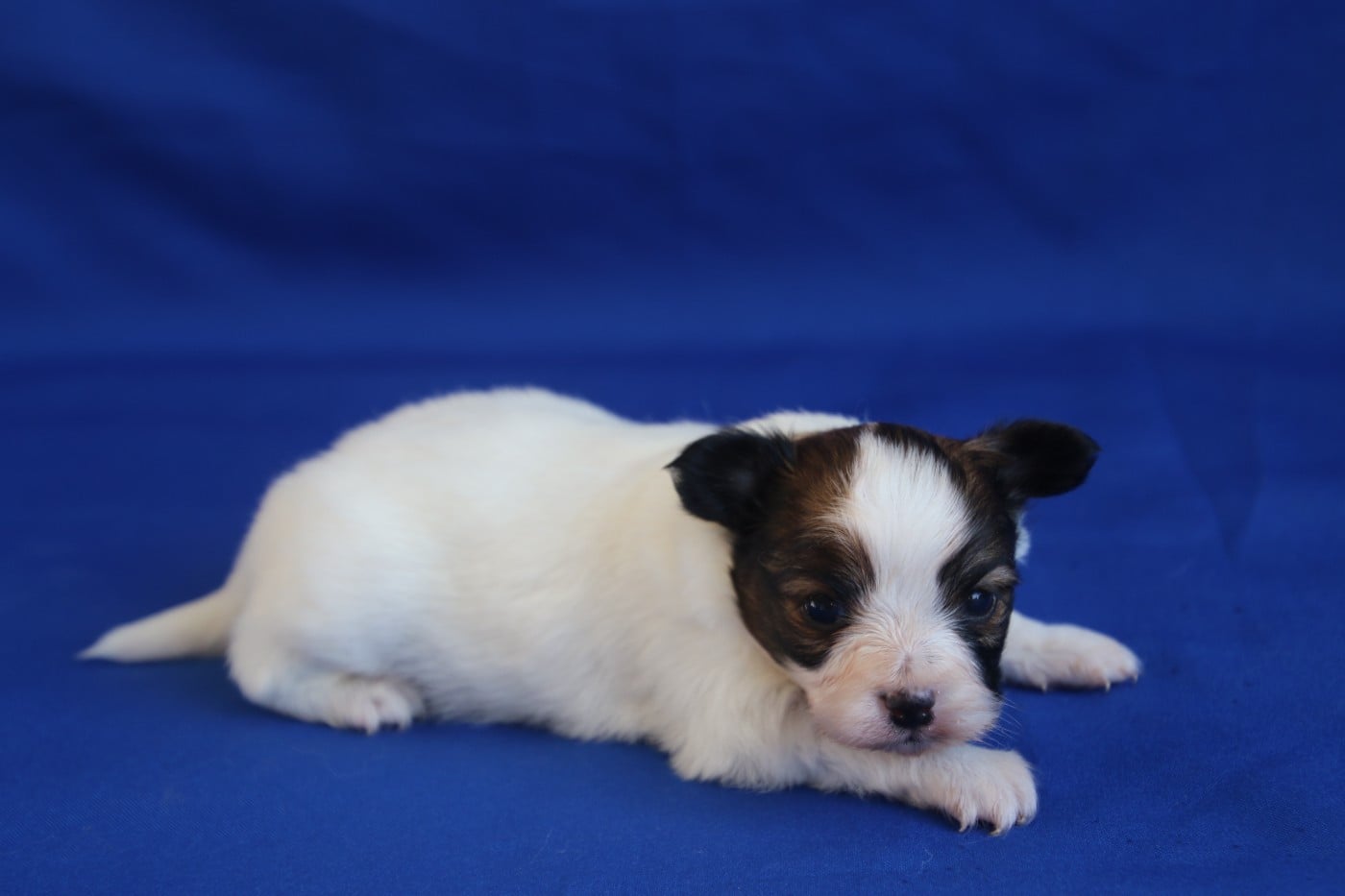 Chiot N°2