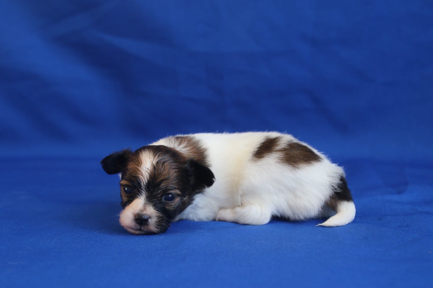 Chiot N°3