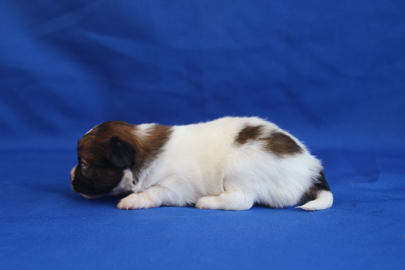 Chiot N°3