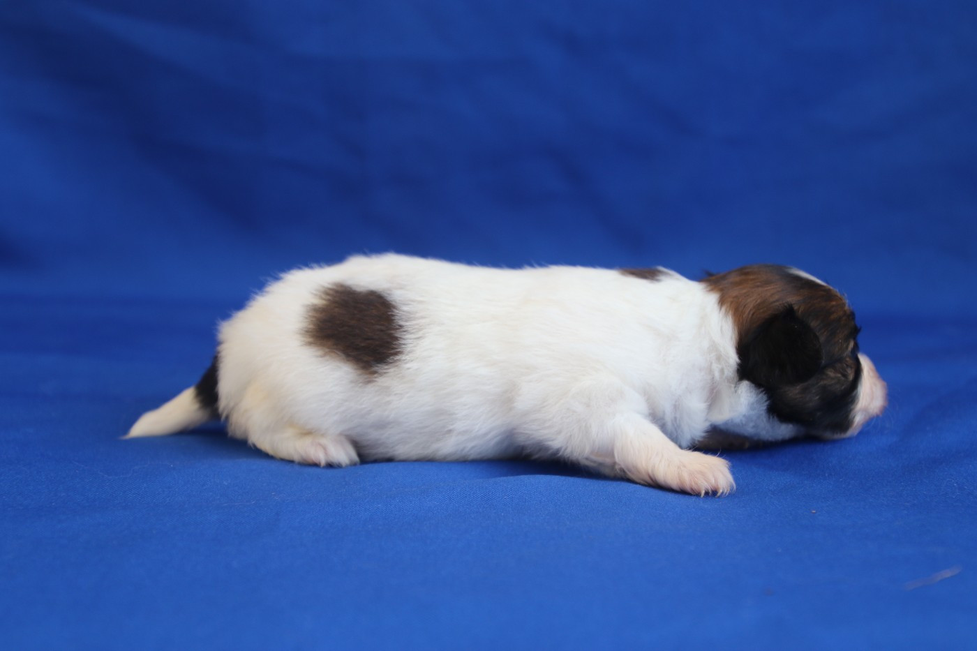 Chiot N°3