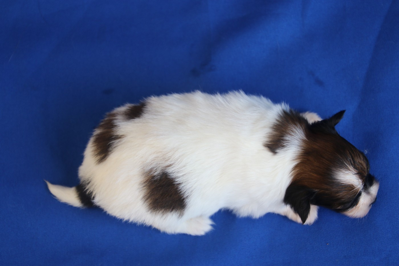 Chiot N°3