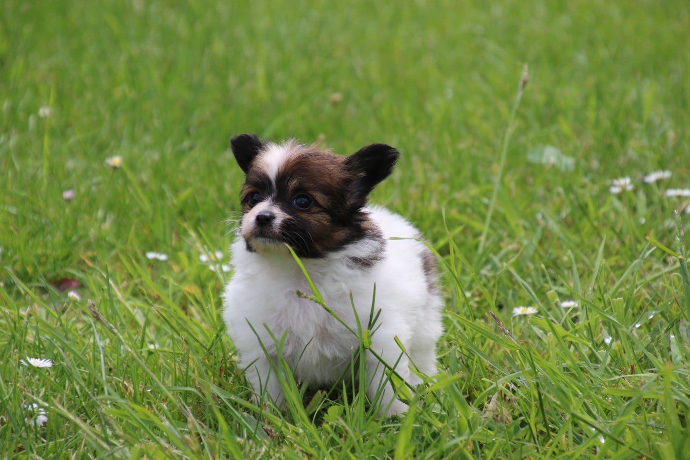 Chiot N°3