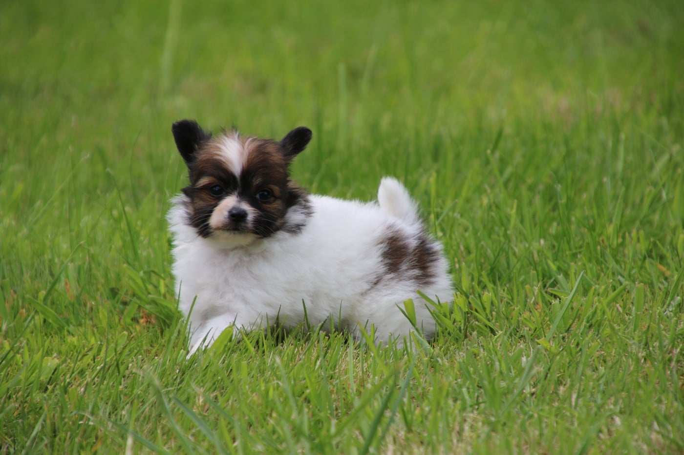 Chiot N°3