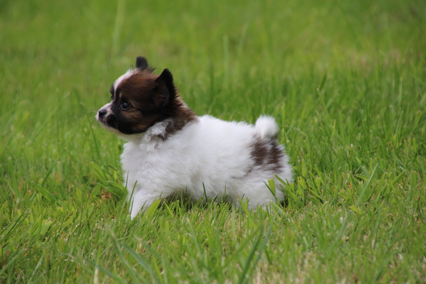Chiot N°3
