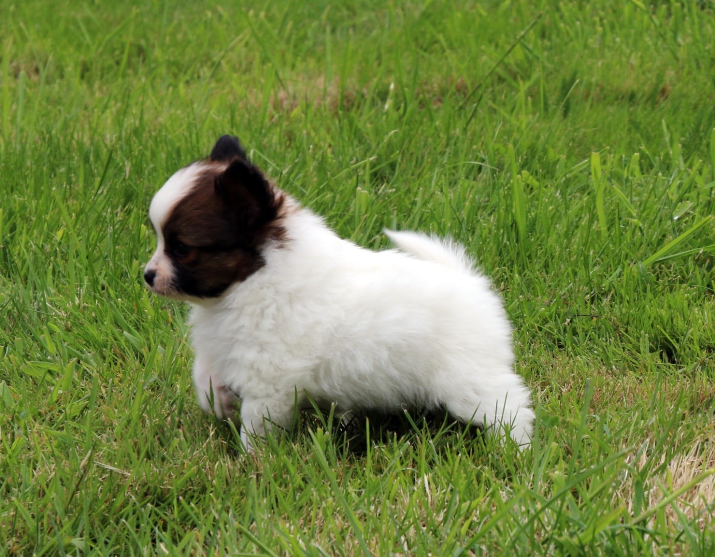 Chiot N°2