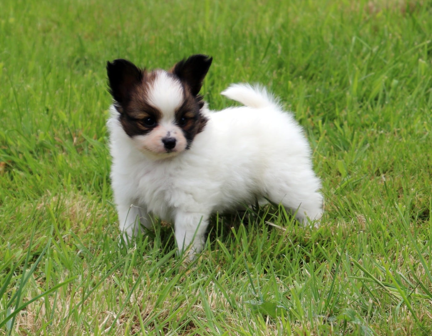 Chiot N°2