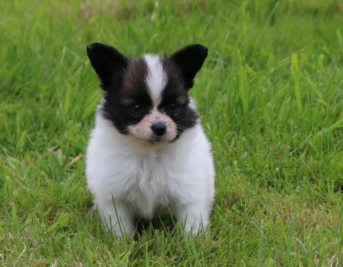 Chiot N°1