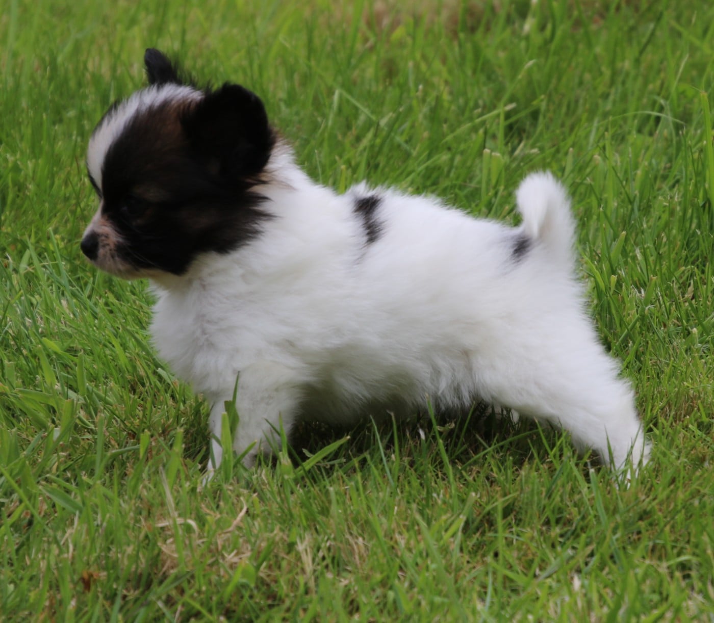 Chiot N°1
