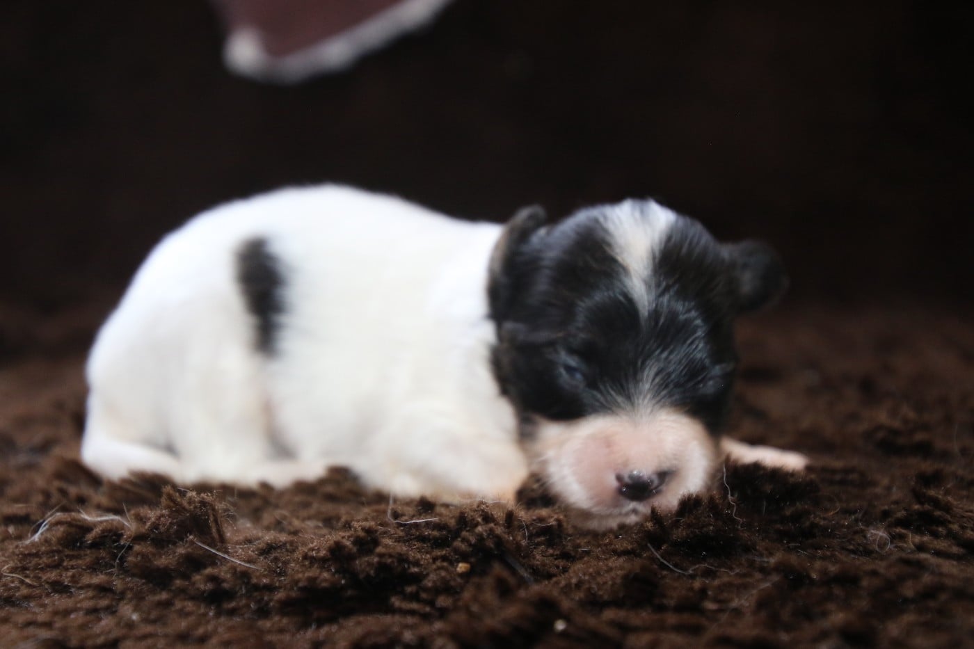 Chiot N°1