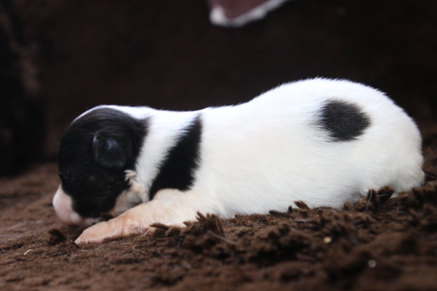 Chiot N°1