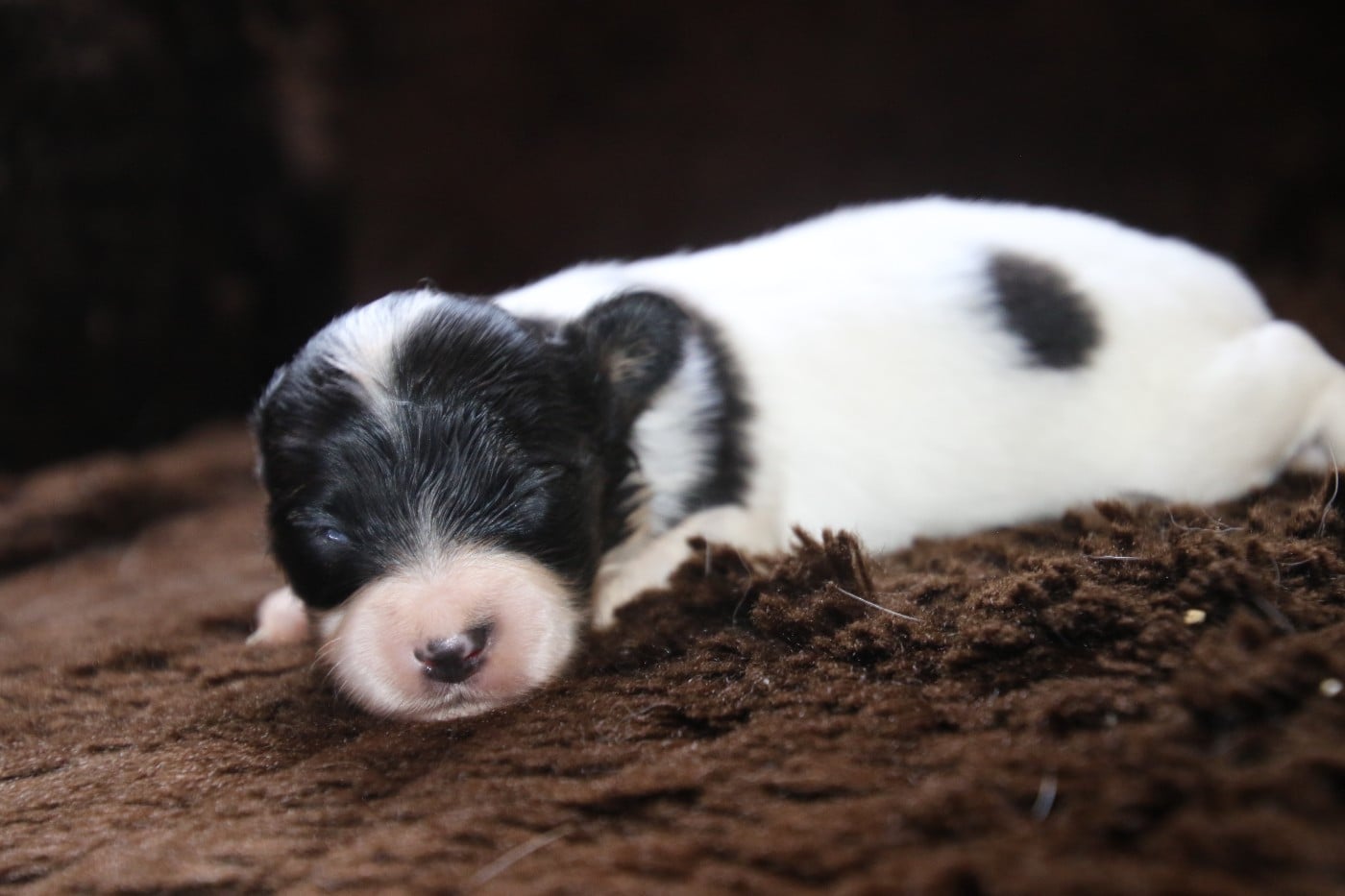 Chiot N°1