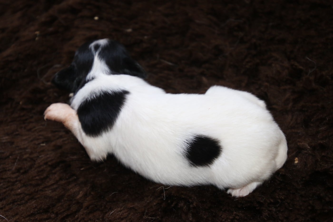 Chiot N°1