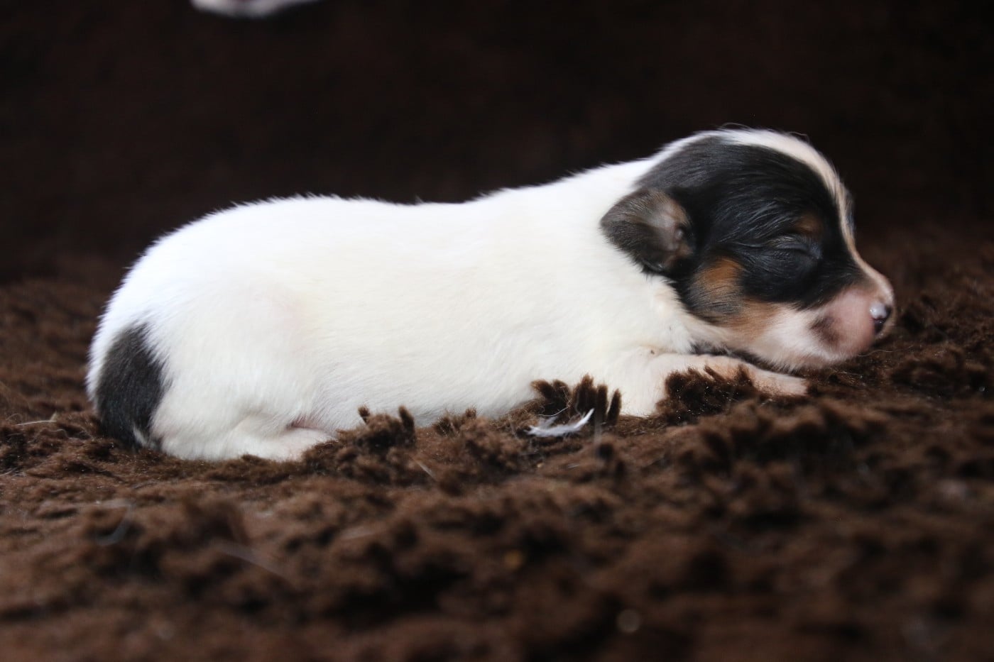 Chiot N°2