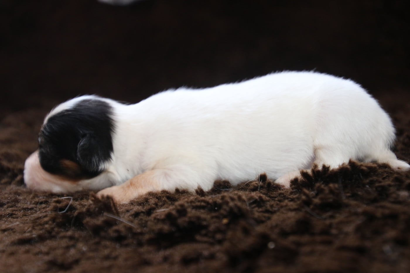 Chiot N°2