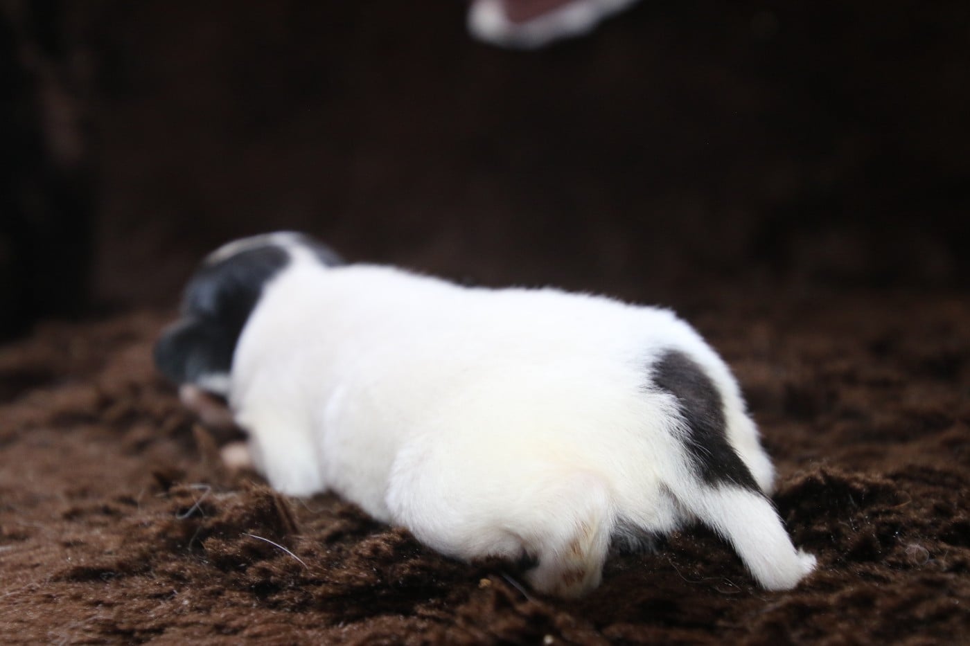 Chiot N°2