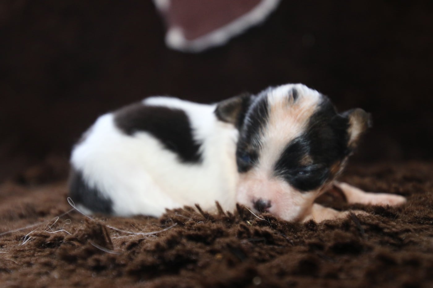Chiot N°3