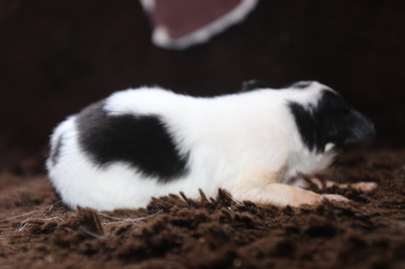 Chiot N°3
