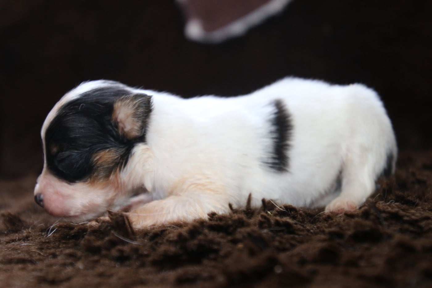 Chiot N°3