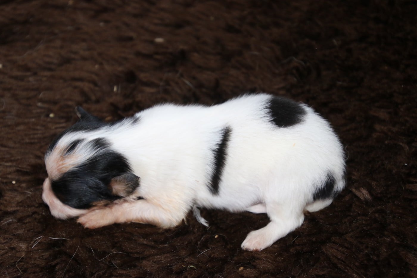 Chiot N°3