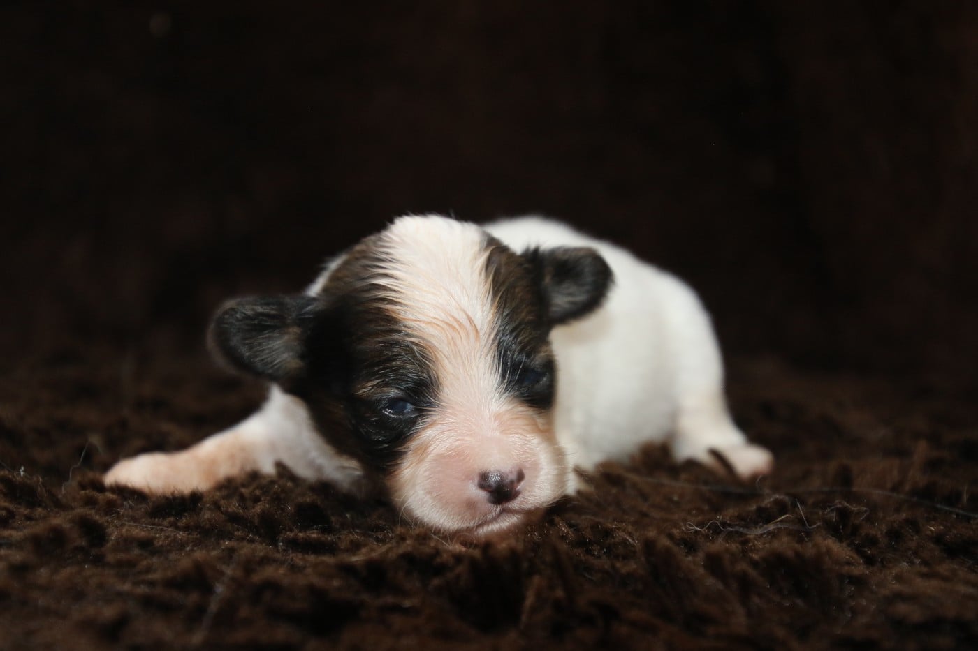 Chiot N°5