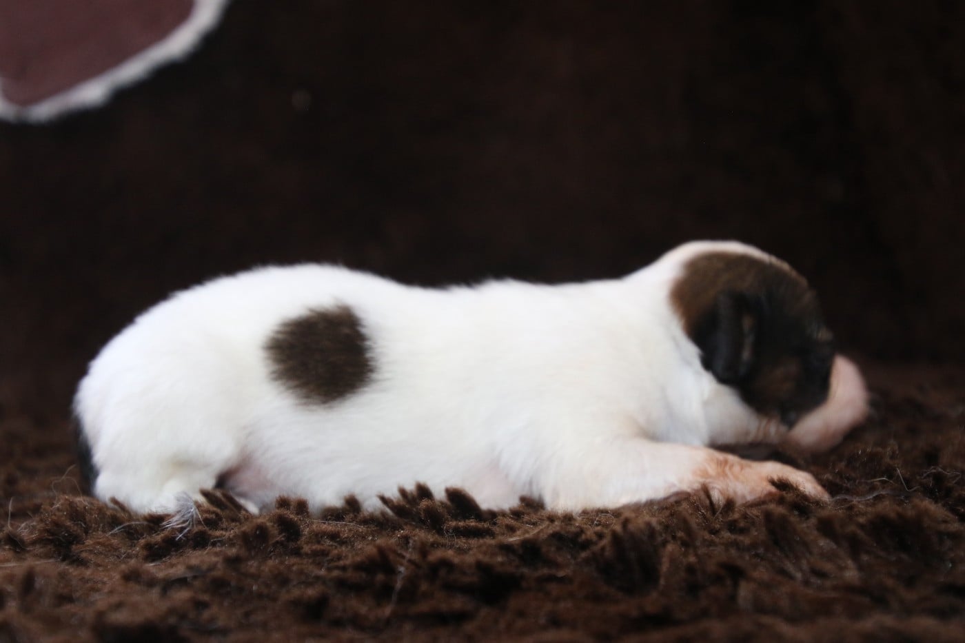 Chiot N°5
