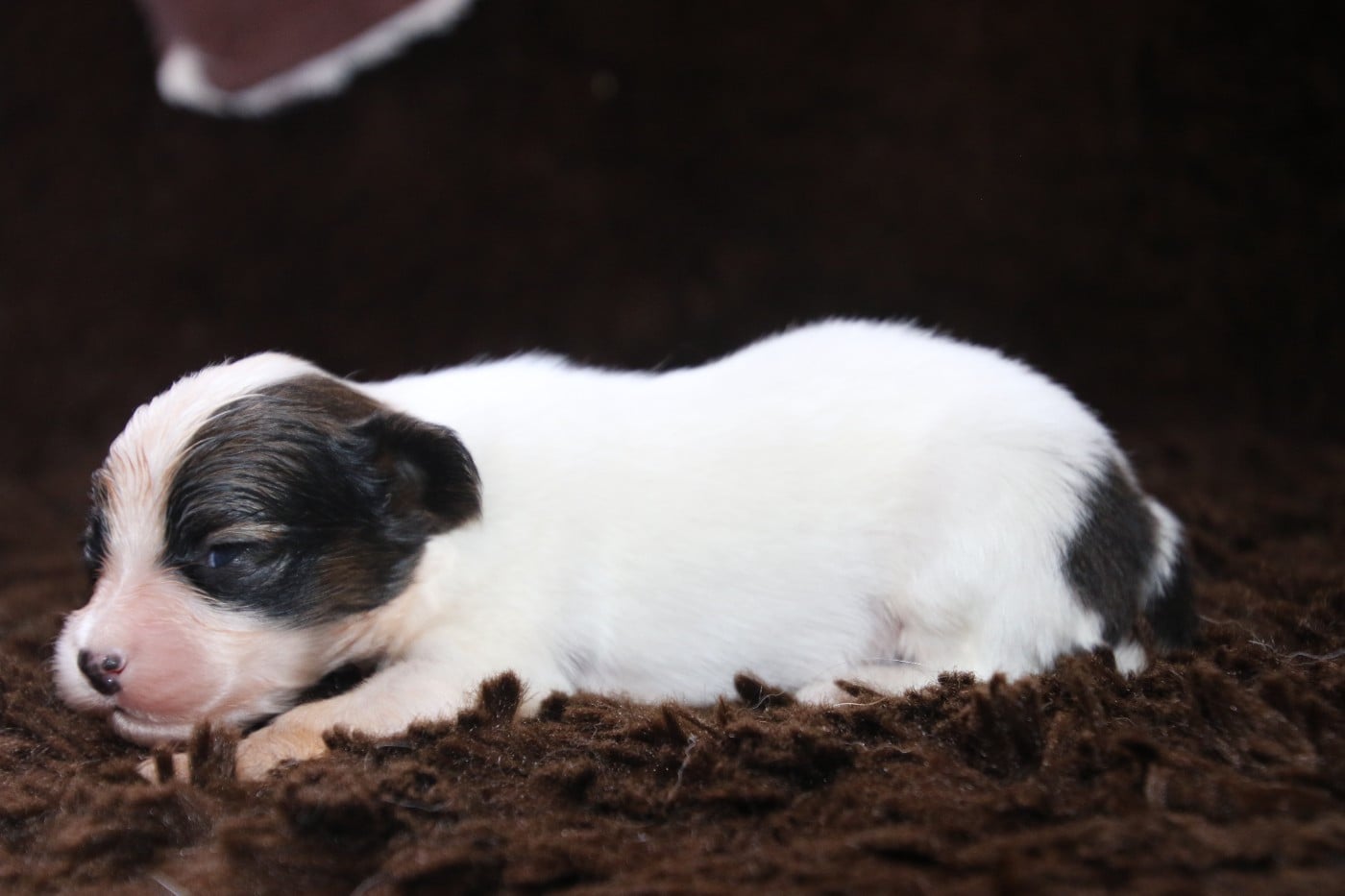 Chiot N°5